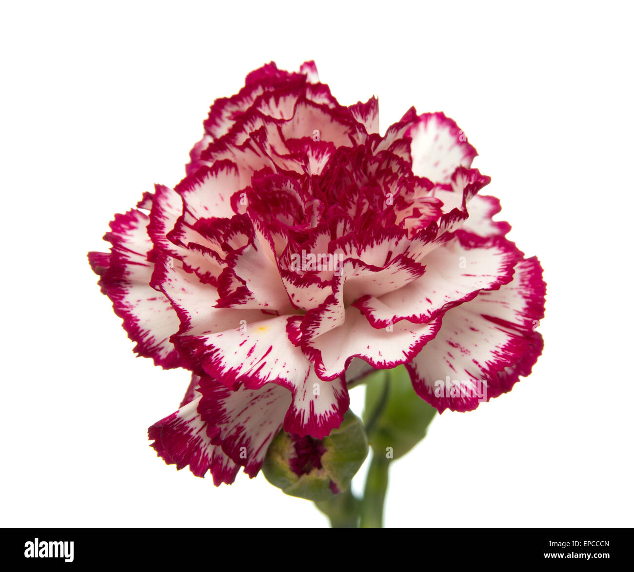 vareigated carnation flowers isolated on white background Stock Photo ...