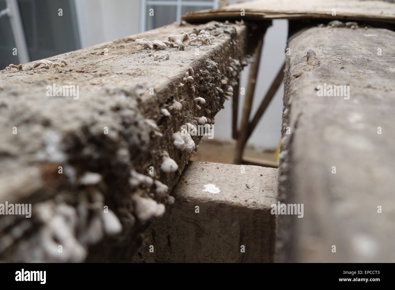 Mushrooms grow on an old wood ladder in an under construction site. Stock Photo