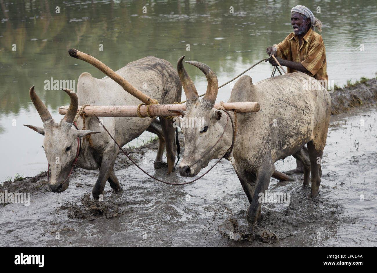 Indian man tilling his field with his two bullocks, Tamil Nadu, India Stock Photo