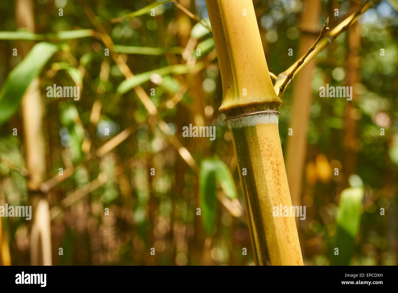 bamboo forest garden, New Brunswick, NJ, USA Stock Photo