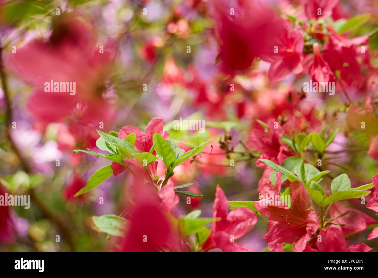 Flower garden in spring, New Brunswick, New Jersey, USA Stock Photo Alamy