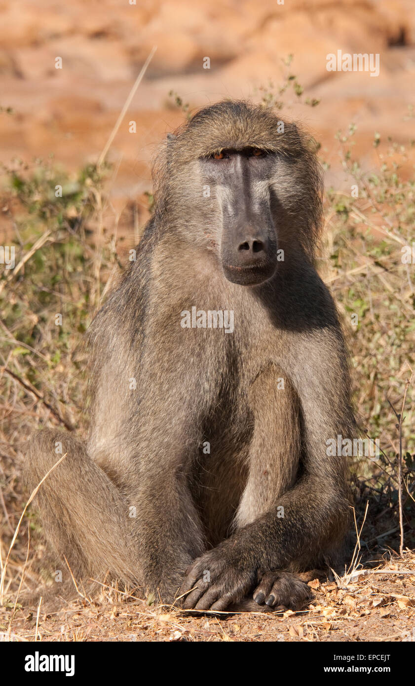 Chacma Baboon (Papio ursinus) Stock Photo