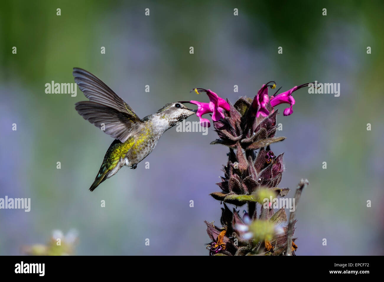 anna's hummingbird, calypte anna Stock Photo