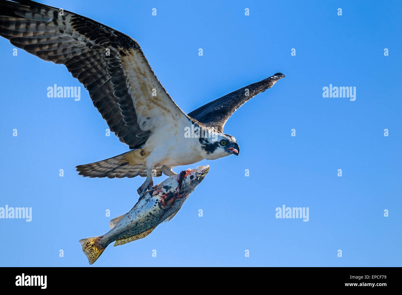 osprey, pandion haliaetus Stock Photo