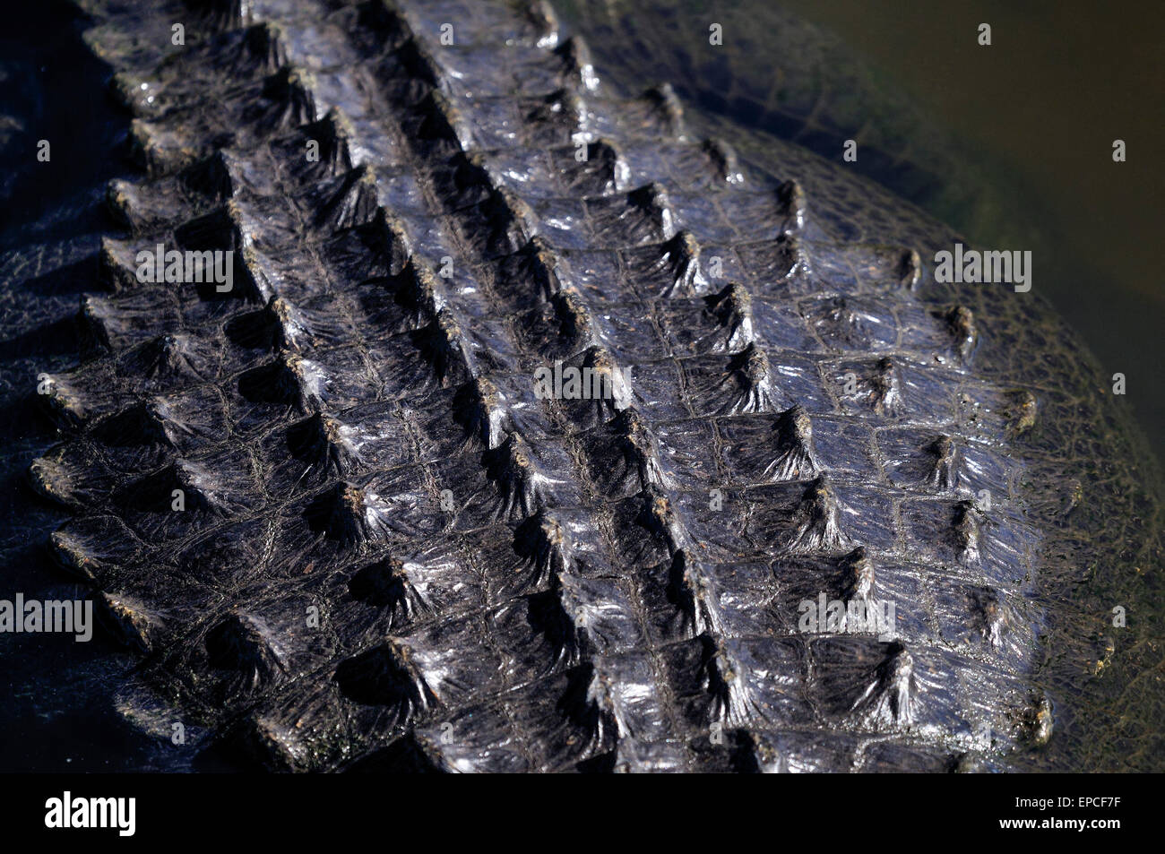 alligator mississippiensis, american alligator Stock Photo