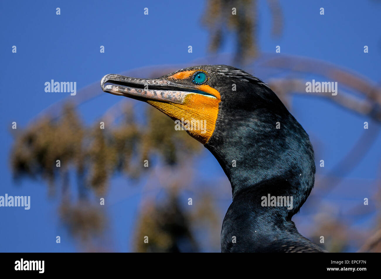 double-crested cormorant, phalacrocorax auritus Stock Photo