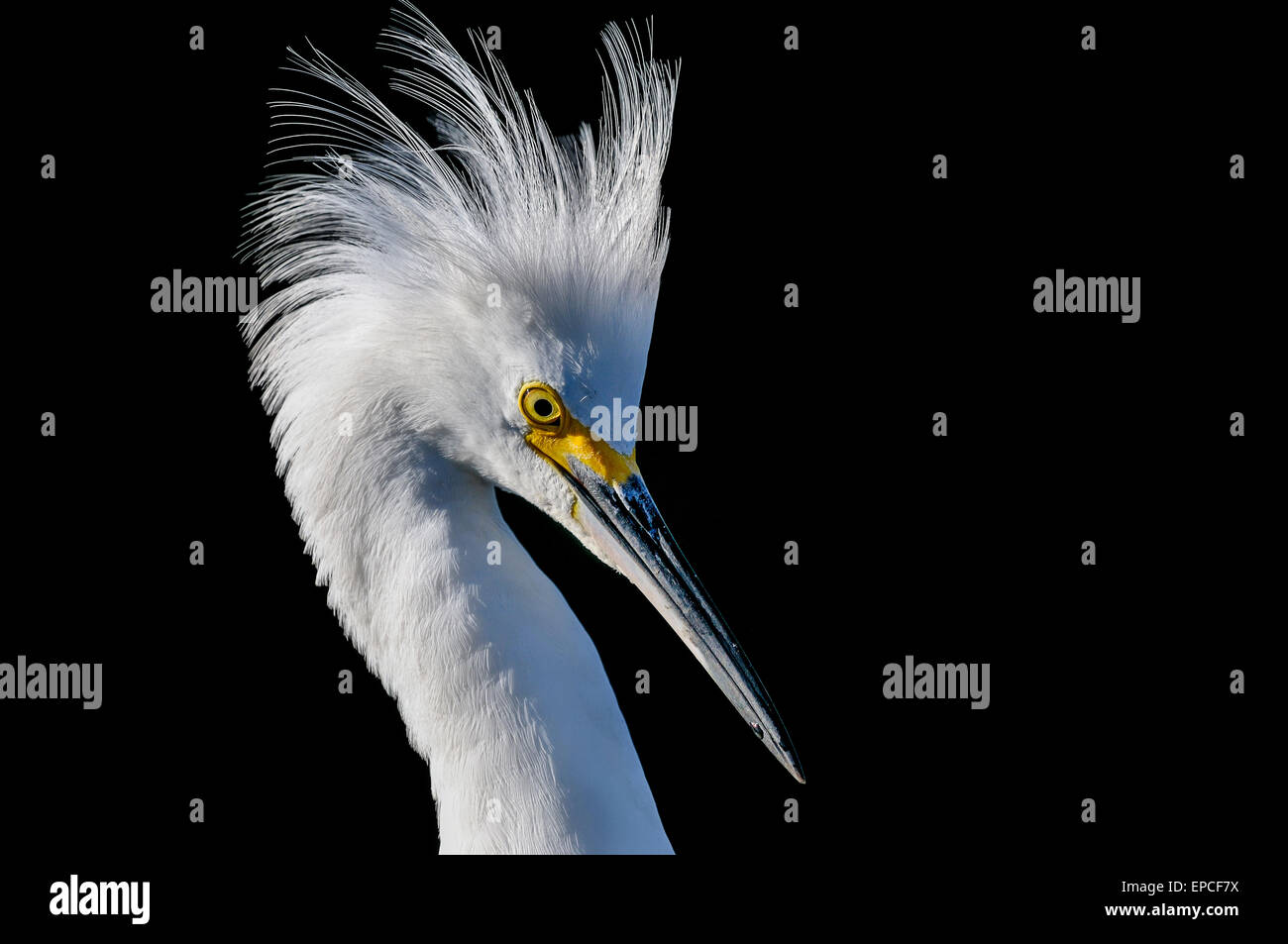 snowy egret, egretta thula Stock Photo