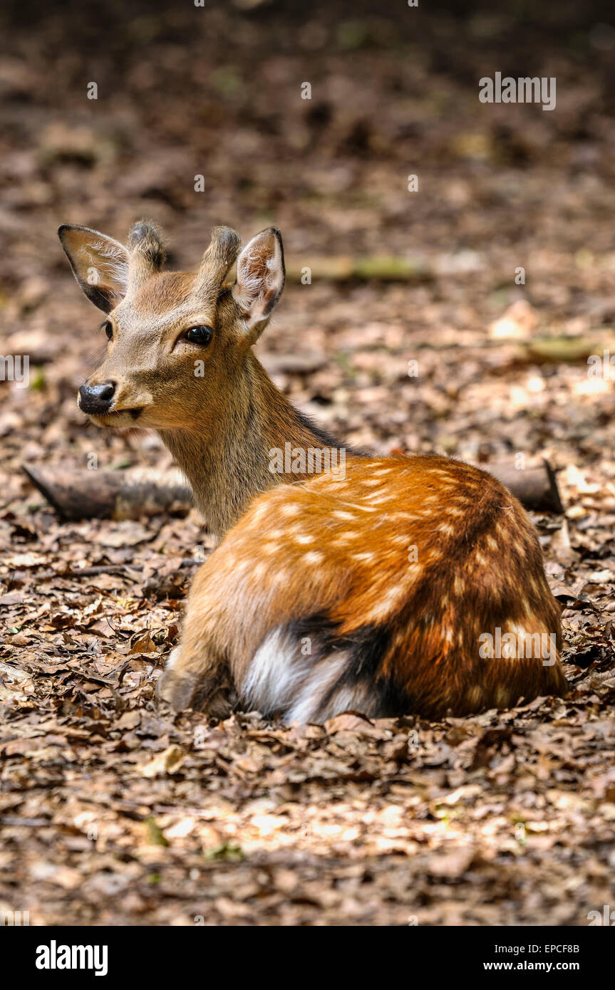 fallow deer, dama dama Stock Photo