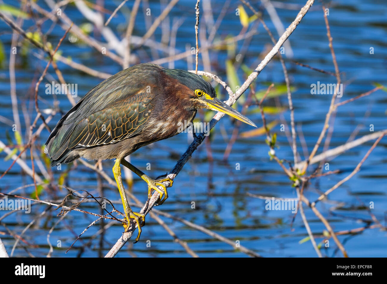 Green Heron, Butorides Virescens Stock Photo - Alamy