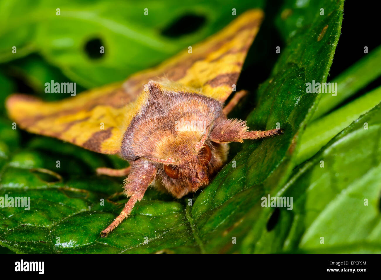 Xanthia pink-barred sallow, xanthia togata Stock Photo - Alamy