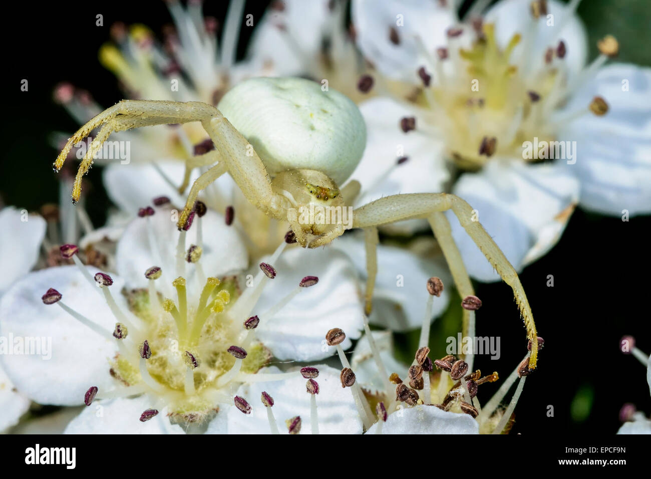 goldenrod crab spider, misumena vatia Stock Photo