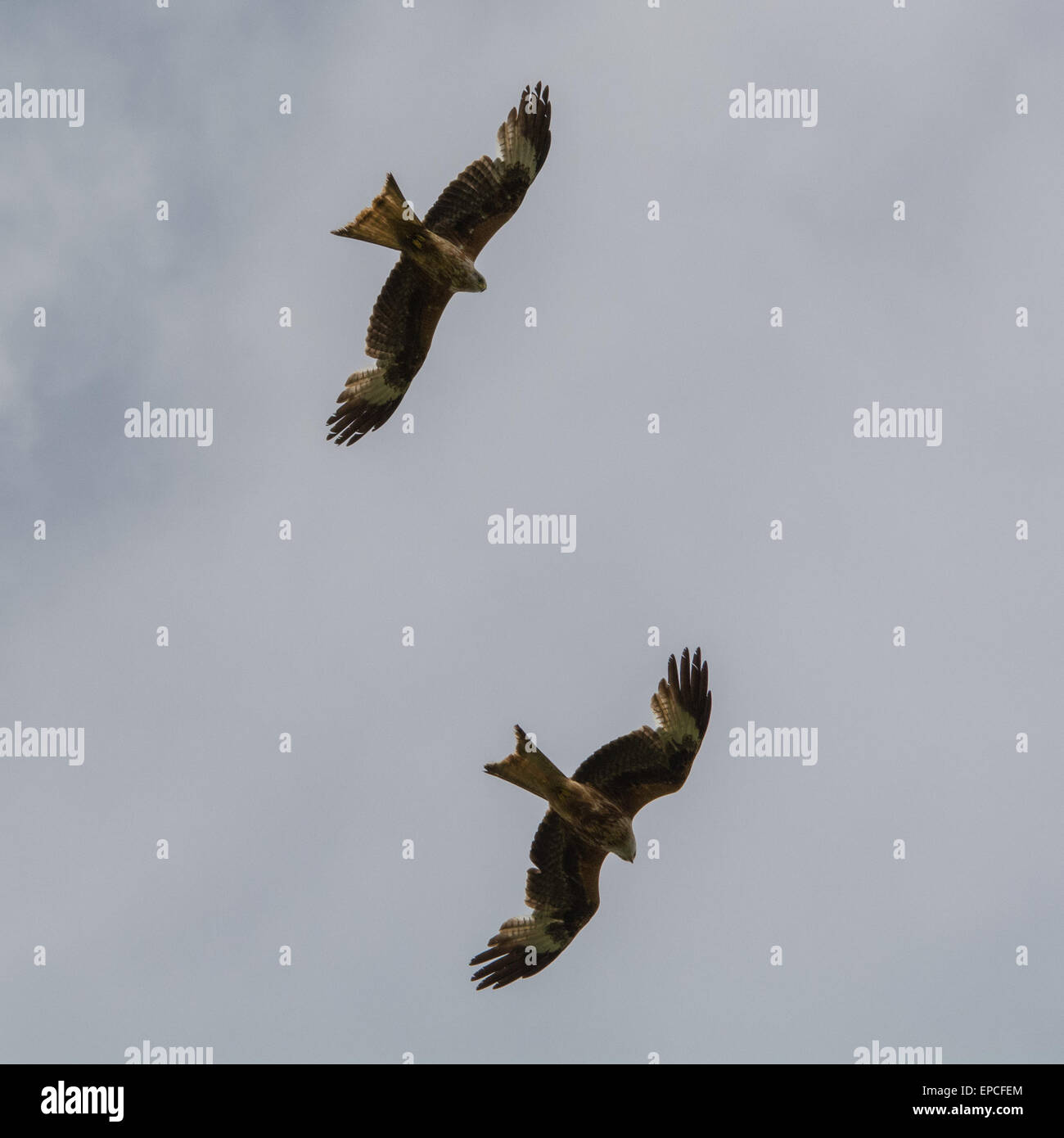 2 red kites soaring overhead Stock Photo