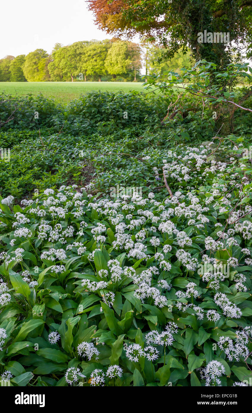 Wild Garlic a damp woodland plant in flower Stock Photo Alamy
