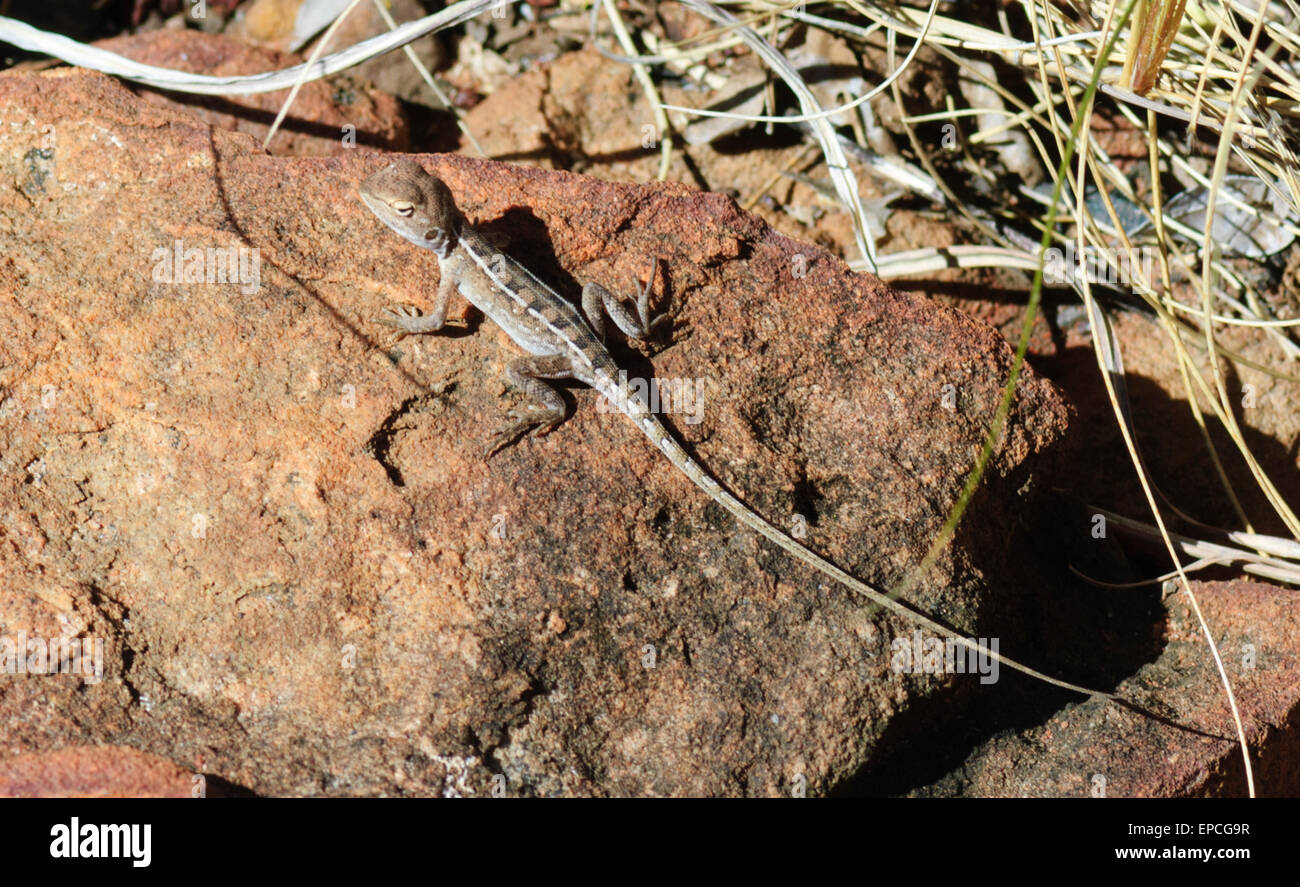 Central Military Dragon (Ctenophorus isolepis), Charnley River Station, Kimberley Region, Western Australia Stock Photo