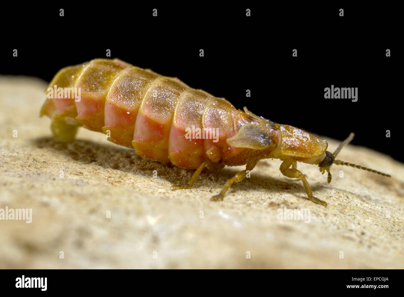 Wingless Female glowworm Stock Photo Alamy