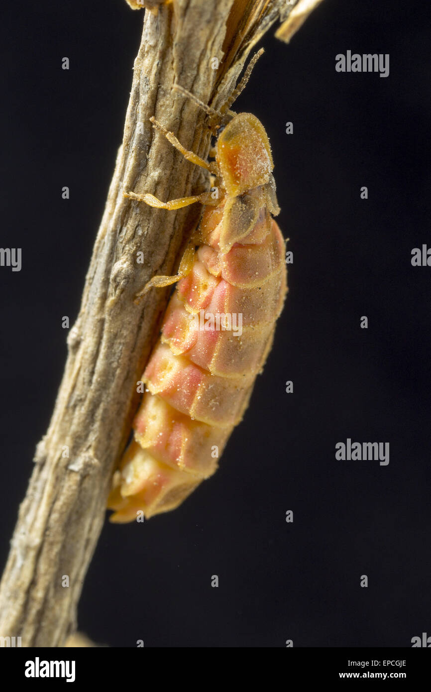 Wingless Female glowworm Stock Photo Alamy