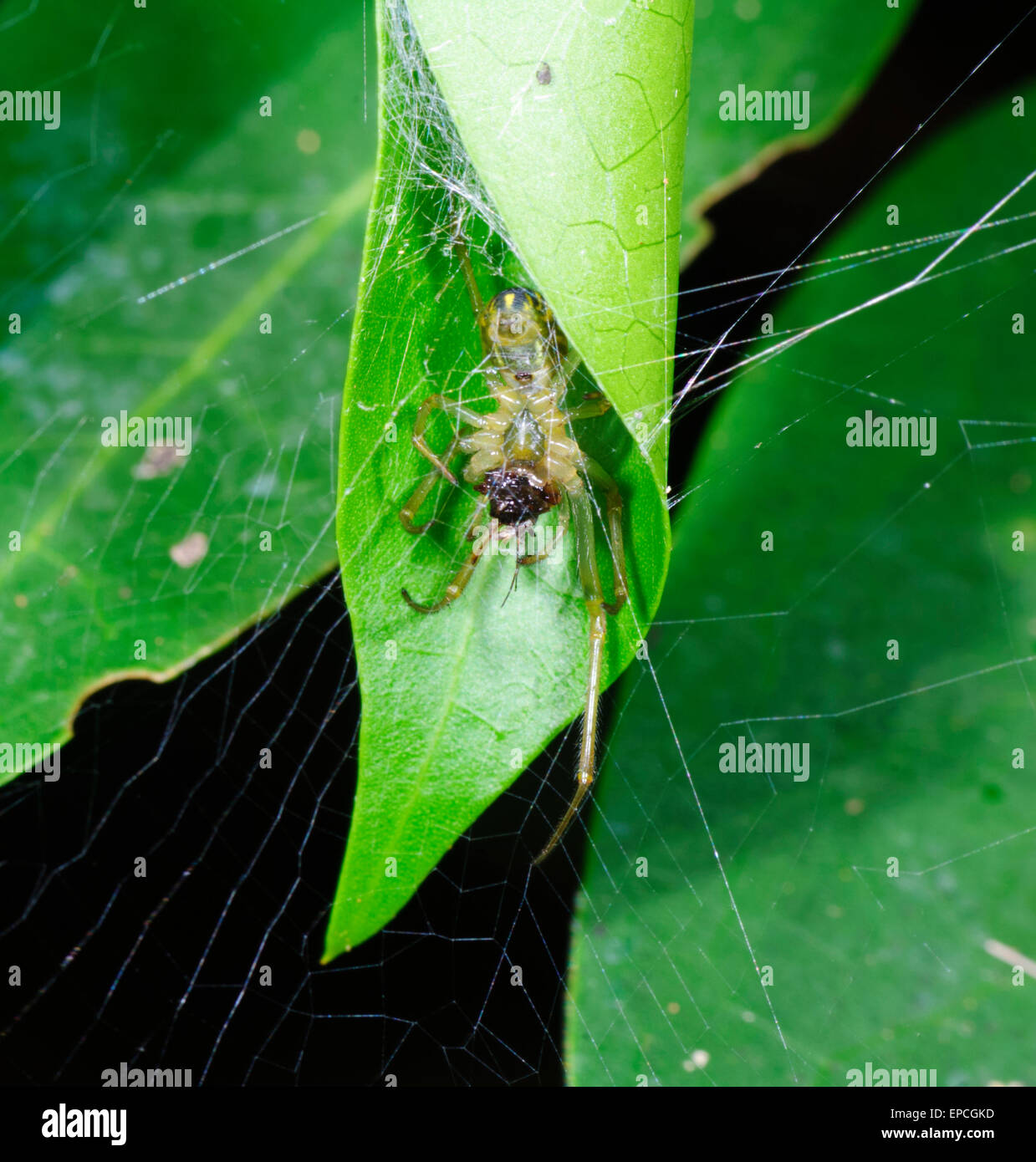 Leaf curling spider (Phonognatha graeffei), New South Wales, Australia Stock Photo