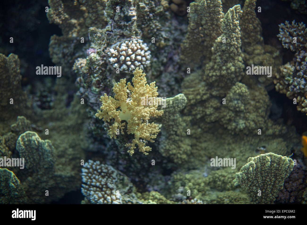 red sea reef and yellow broccoli coral Stock Photo