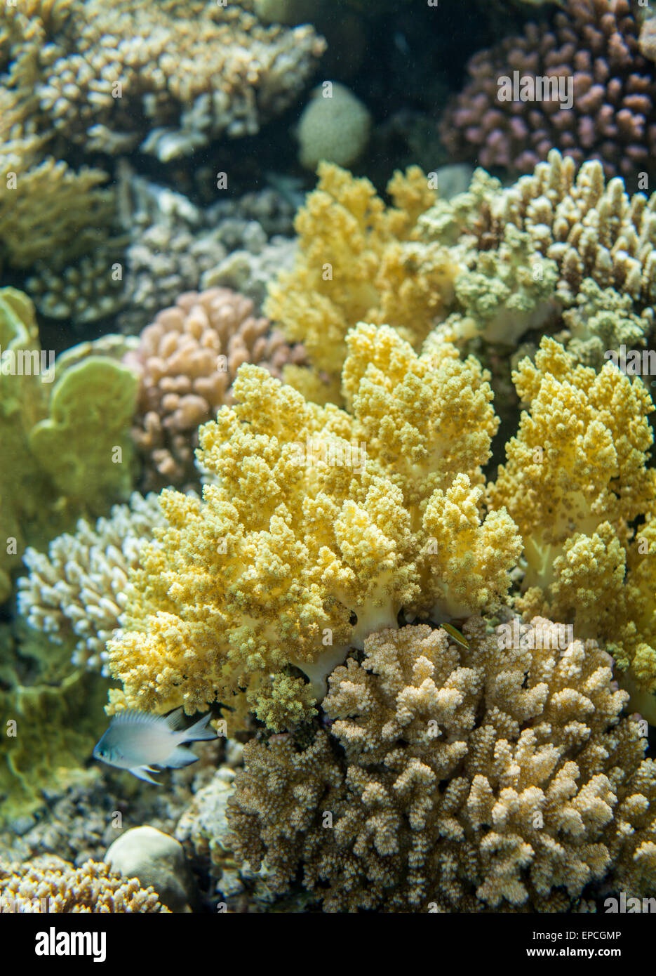 red sea reef and yellow broccoli coral Stock Photo