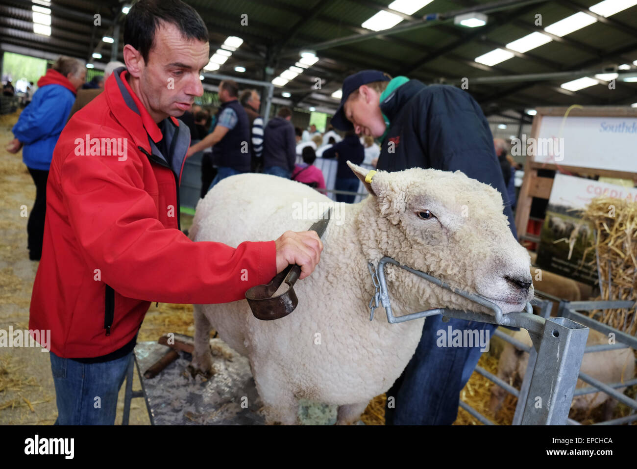 Royal Welsh Spring Festival, Builth Wells, Powys, Wales, UK 16th May, 2015. Farmer Dylan Williams from Aberaeron uses hand clipper blades to trim the wool coat on his Southdown ram prior to entering the sheep for judging. Stock Photo