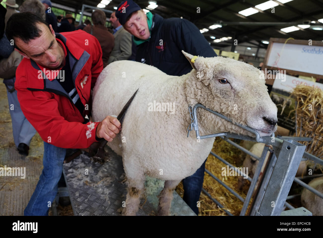 Royal Welsh Spring Festival, Builth Wells, Powys, Wales, UK 16th May