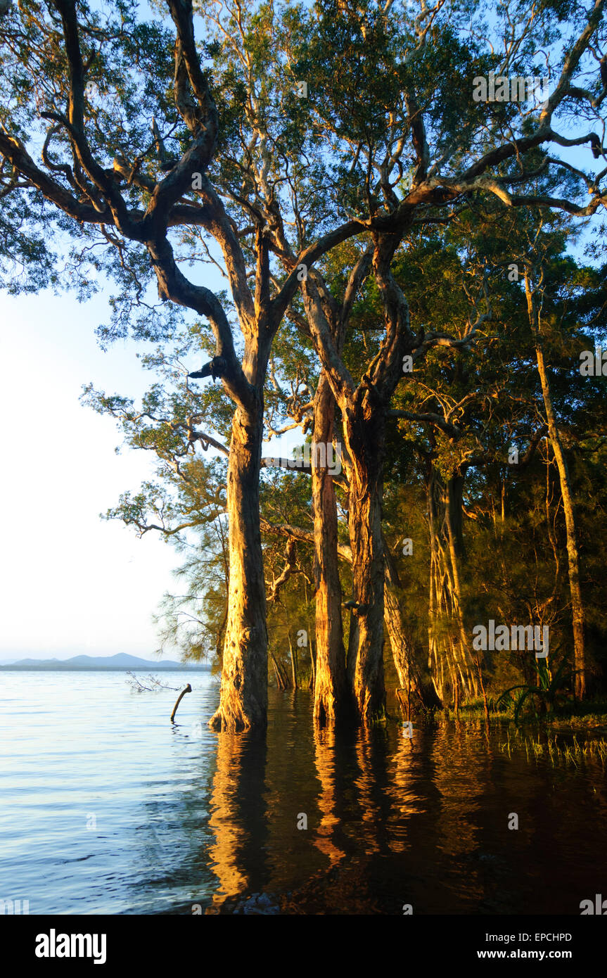 Gum Trees growing in the water, Myall Lakes, New South Wales, NSW