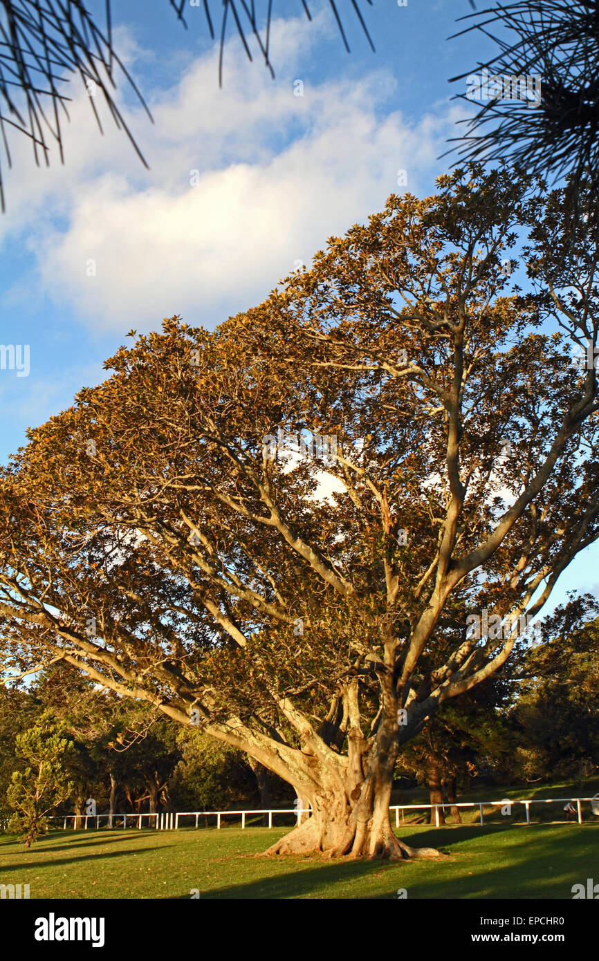 A Moreton Bay fig tree in Centennial Park, Sydney Stock Photo: 82641300 ...