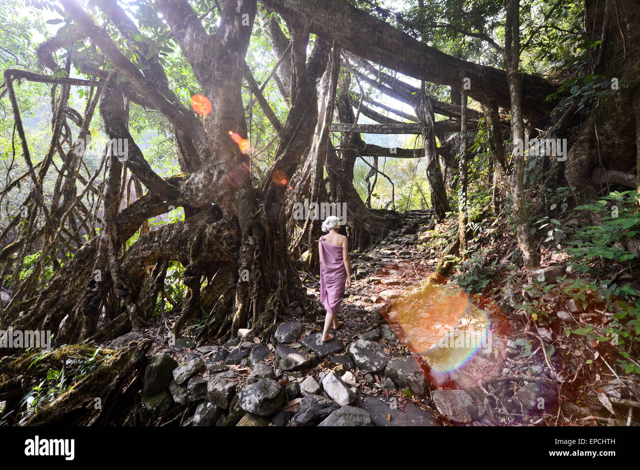 Rainforest in the Khasi HIlls in Meghalaya, India Stock Photo