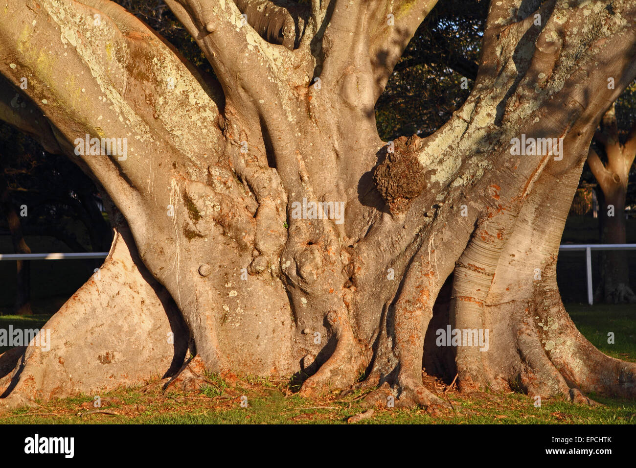 The buttress roots and base of a Moreton Bay Fig tree in Centennial Park, Sydney Stock Photo