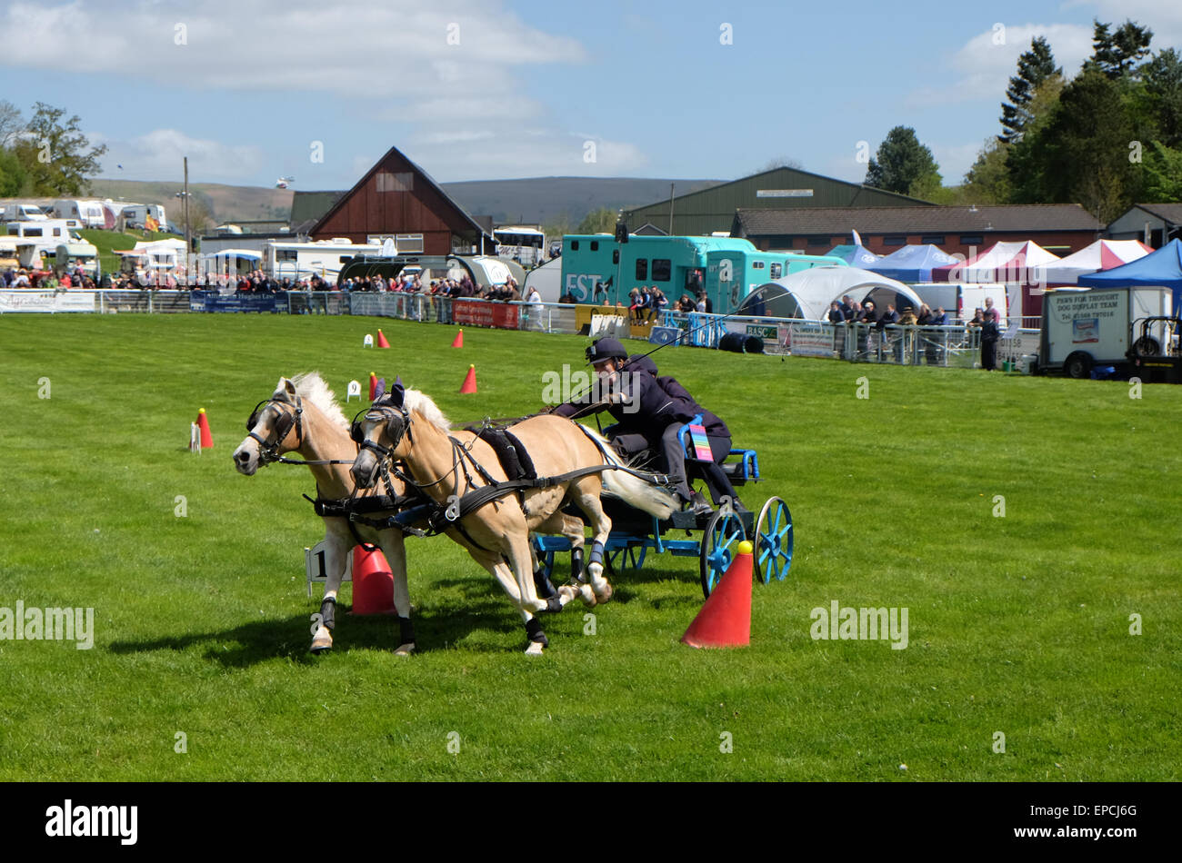 Royal Welsh Spring Festival Builth Wells, Powys, Wales, UK May, 2015. Day 1 of the festival included the preliminary rounds of the Scurry Driving competition with teams of two racing around the outdoor showground in the afternoon sunshine. Stock Photo
