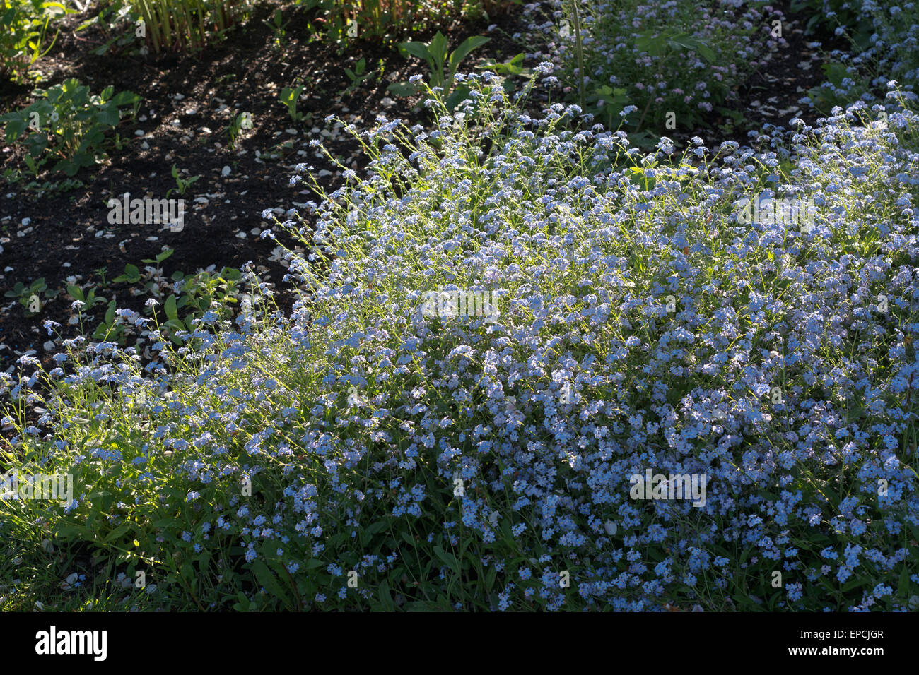 Springtime Forget me nots on a Sunny Day Stock Photo