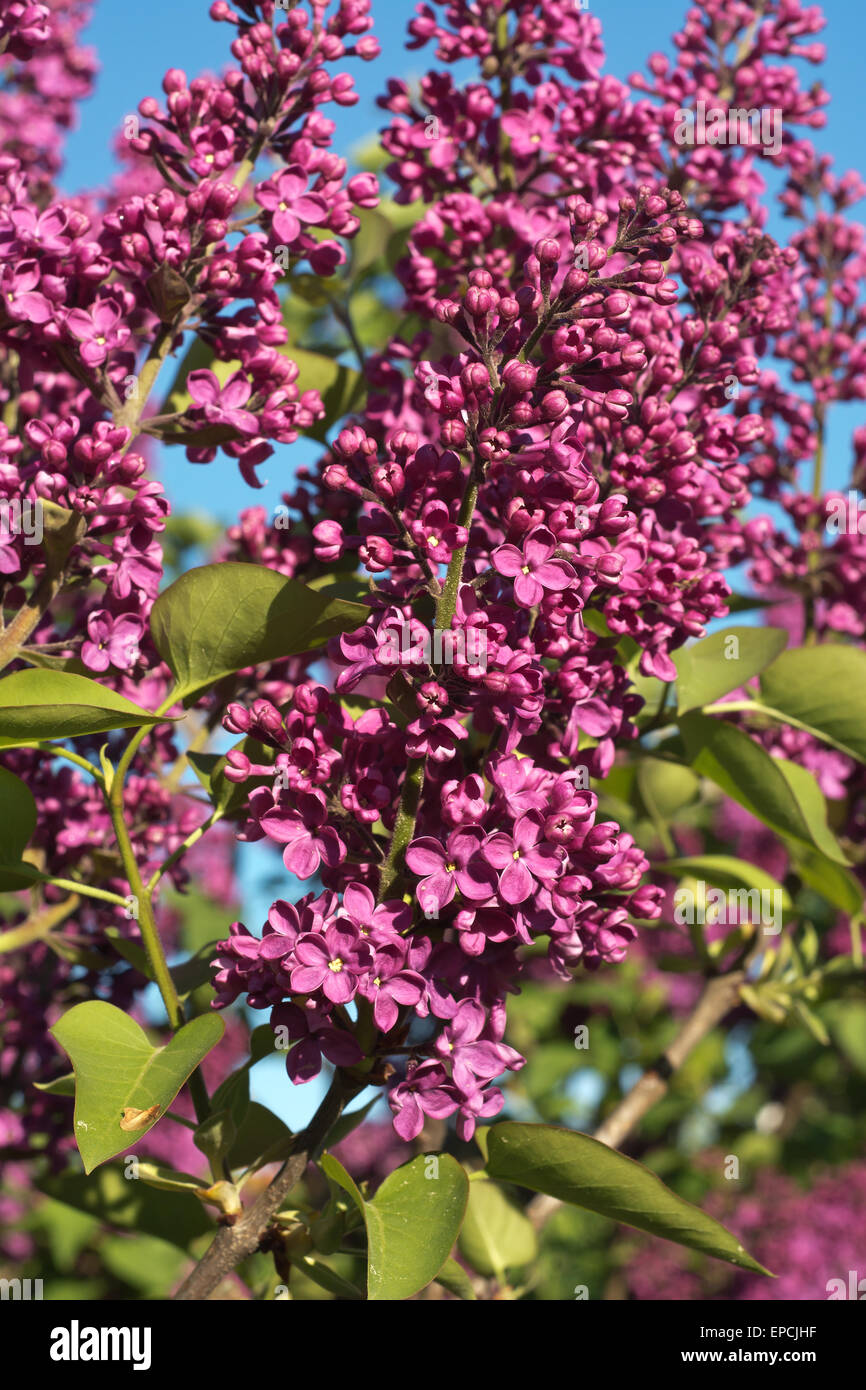 Bush of Lilac Flowers in Springtime Bloom Stock Photo