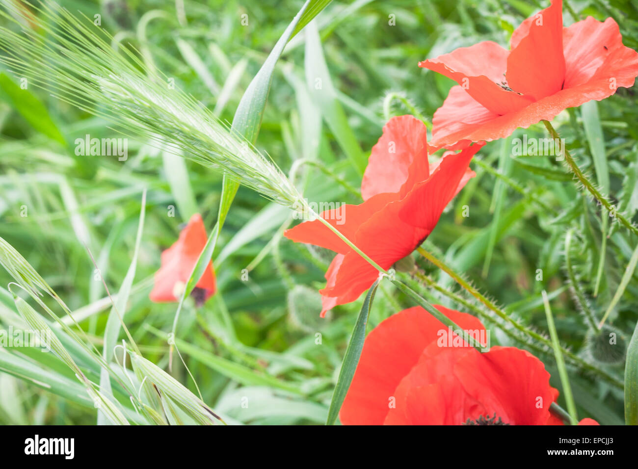Spike green poppy. Spike grow up over a poppies Stock Photo