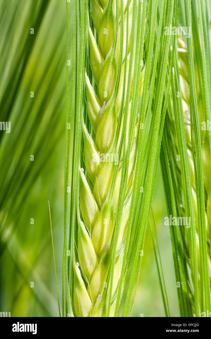 Inside green spike, macro image of a wheat spike. Stock Photo