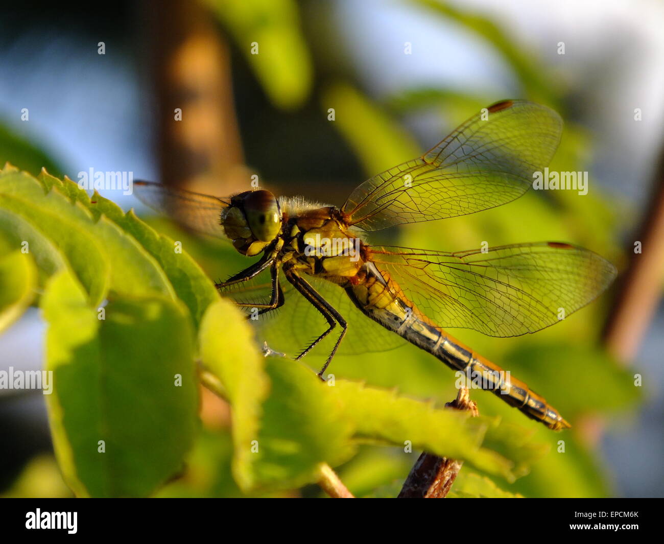 dragonfly in a twig Stock Photo - Alamy