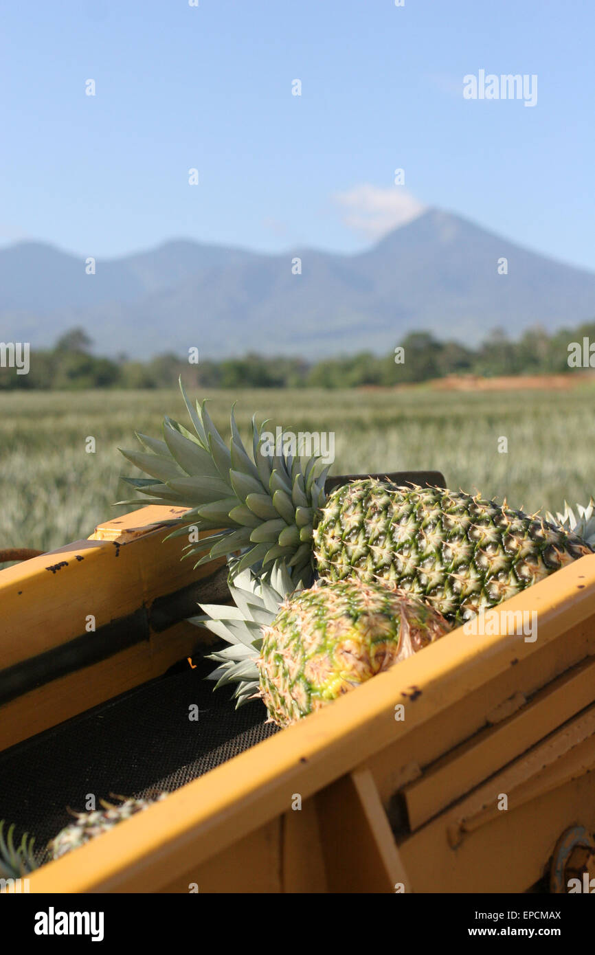 pineapple in Davao Stock Photo Alamy