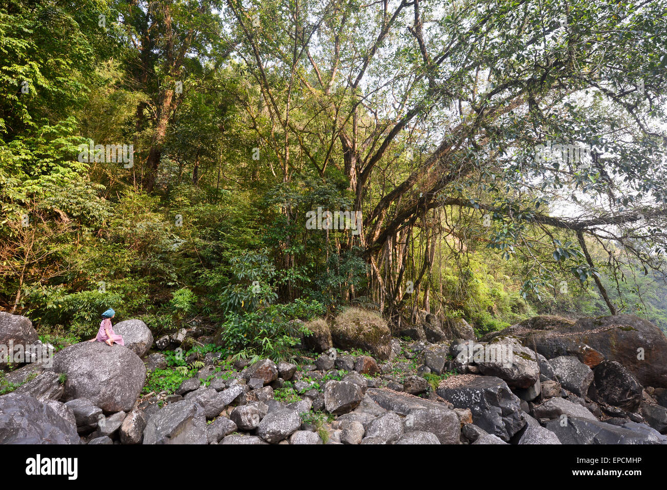 Sacred tree grove in Meghalaya, India Stock Photo