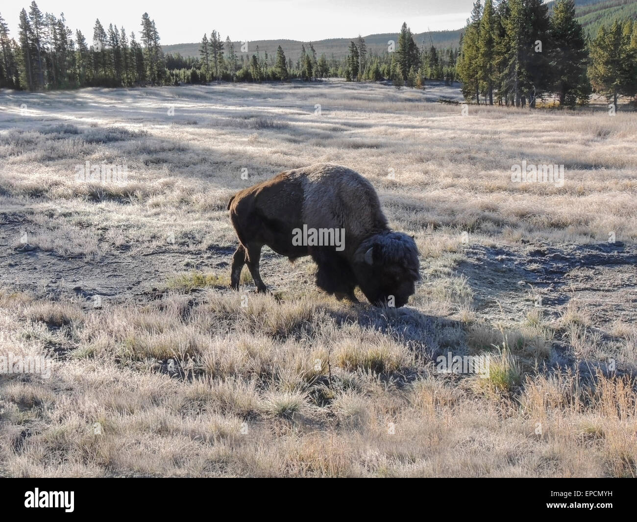 American Bison or American Buffalo (Bison bison bison) bull feeds on a frozen meadow Yellowstone National Park, Wyoming. Bison a Stock Photo