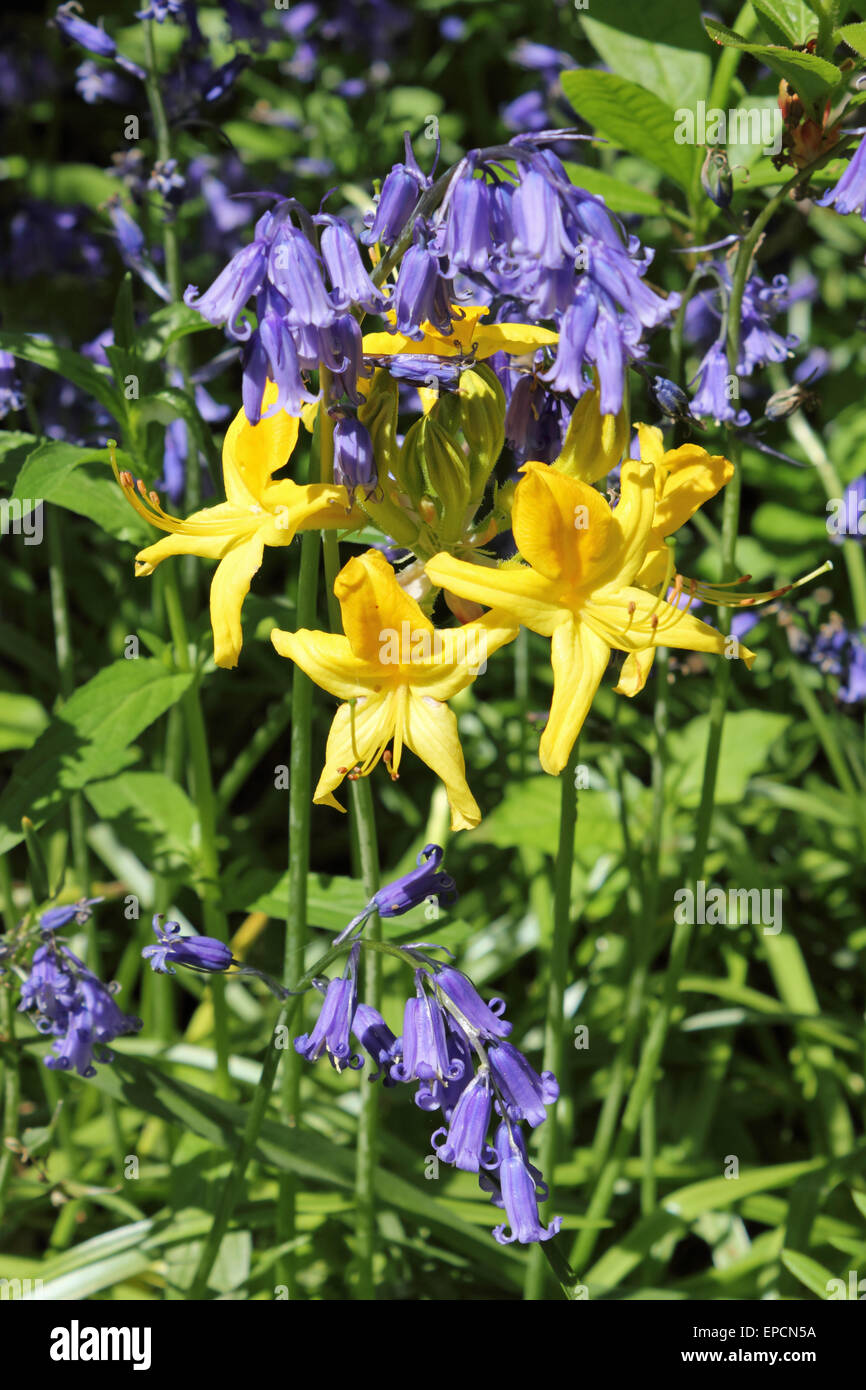 Azalea Rhs RHS Wisley Gardens, Surrey, UK. 16th May, 2015. Bluebells and yellow ...
