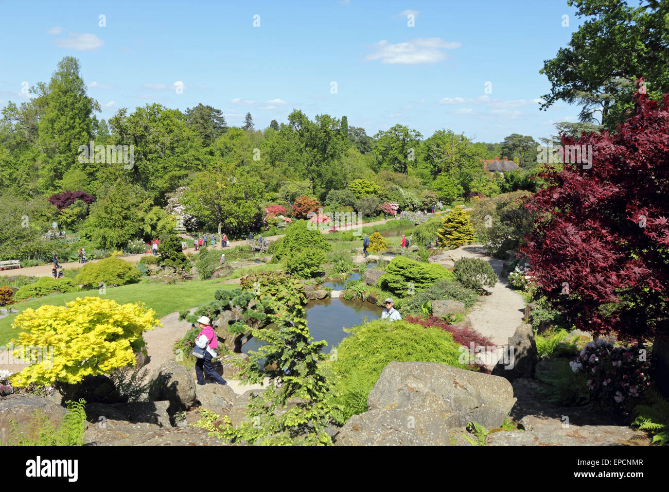 Azalea Rhs RHS Wisley Gardens, Surrey, UK. 16th May, 2015. UK weather. A flame ...