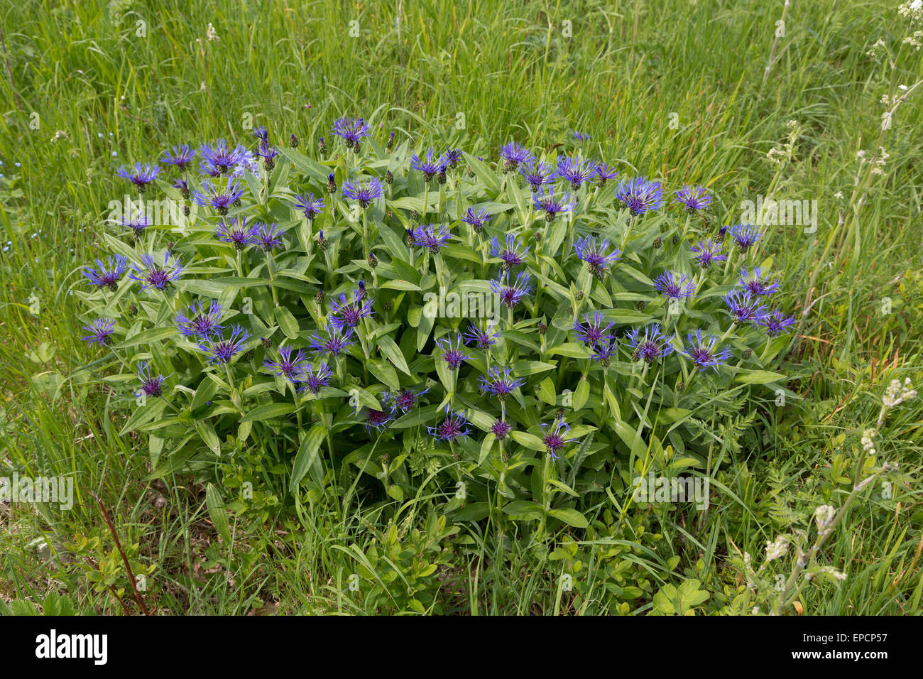 Perennial cornflower, Centaurea montana, Nottingham (garden escape) Stock Photo