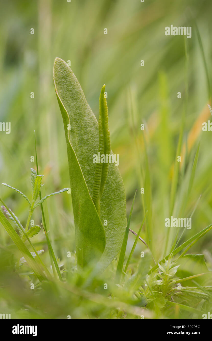 Adder's tongue fern, Ophioglossum vulgare, Willwell Farm Cutting, Nottingham Stock Photo