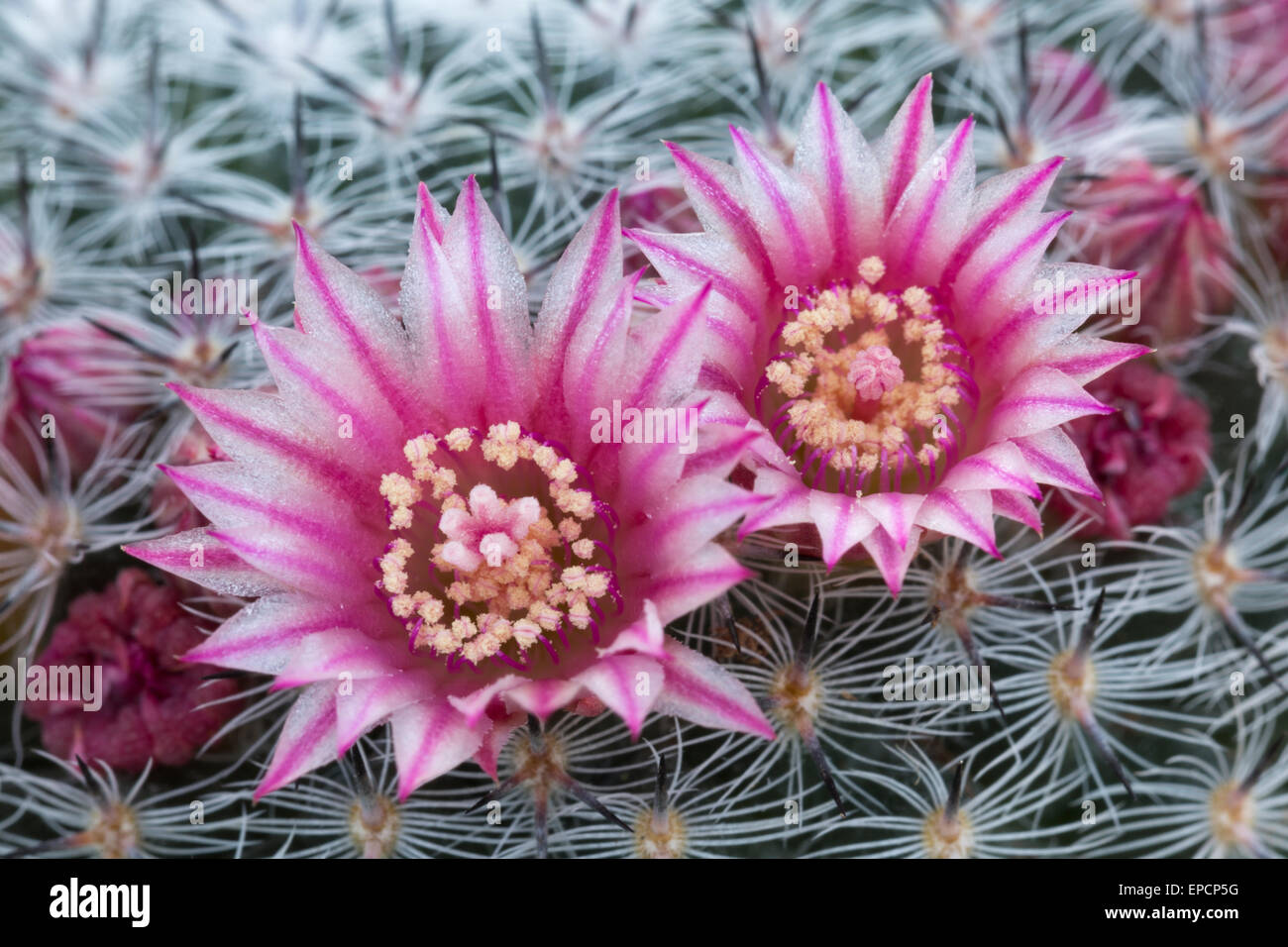 Mammillaria pseudoperbella, flowers, May. In cultivation (orig. Mexico) Stock Photo