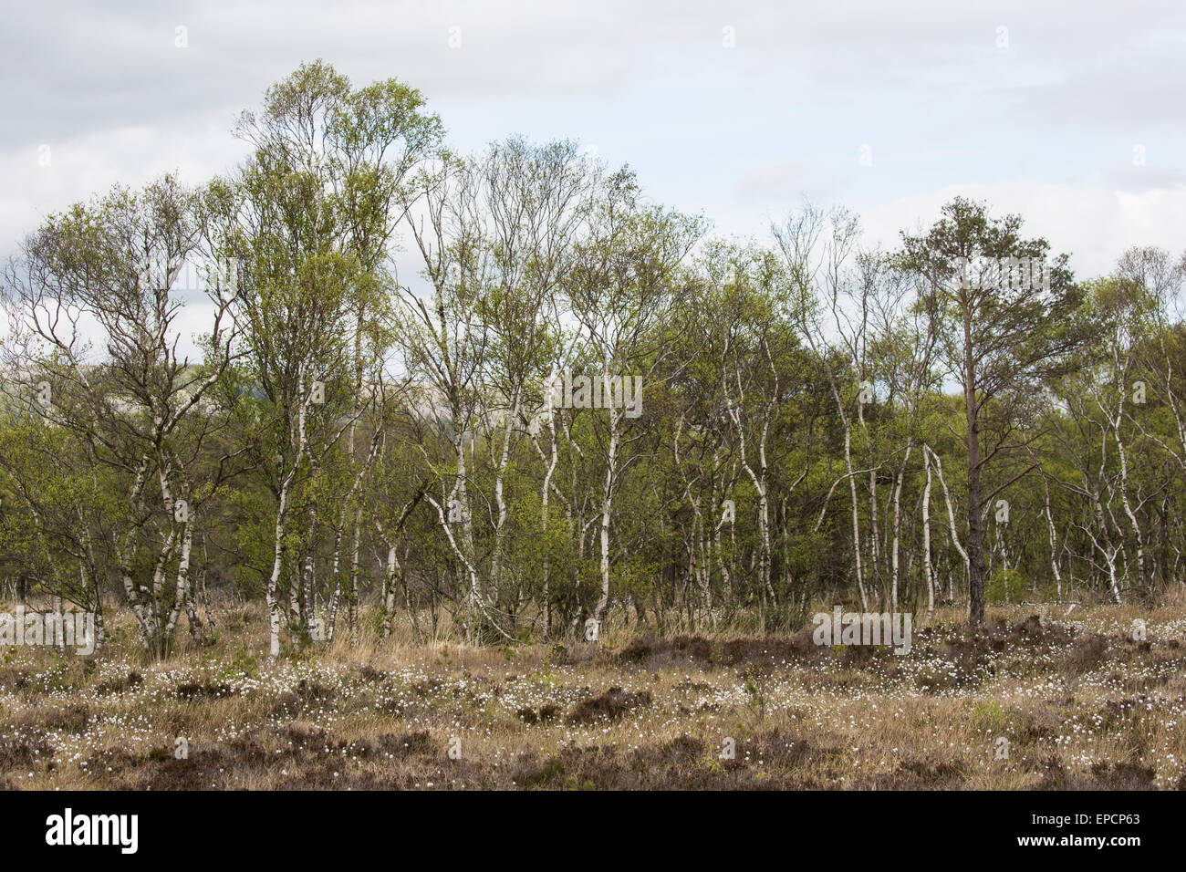 Meathorp Moss Nature Reserve, Cumbria, an example of a raised bog. Stock Photo
