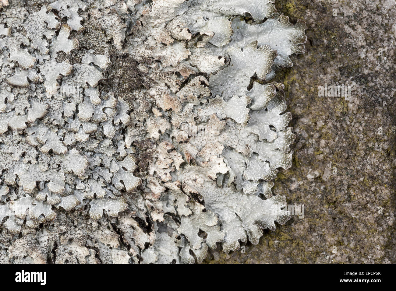 Shield lichen, Parmelia saxatilis, on sandstone, Derbyshire Stock Photo