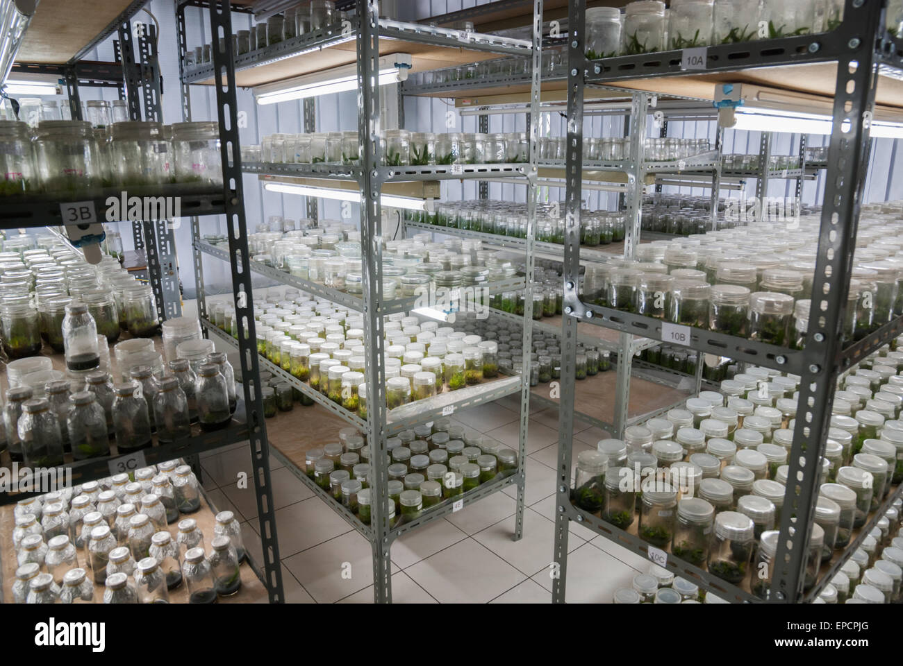 Tissue culture laboratory of The Indonesian Institute of Sciences Stock