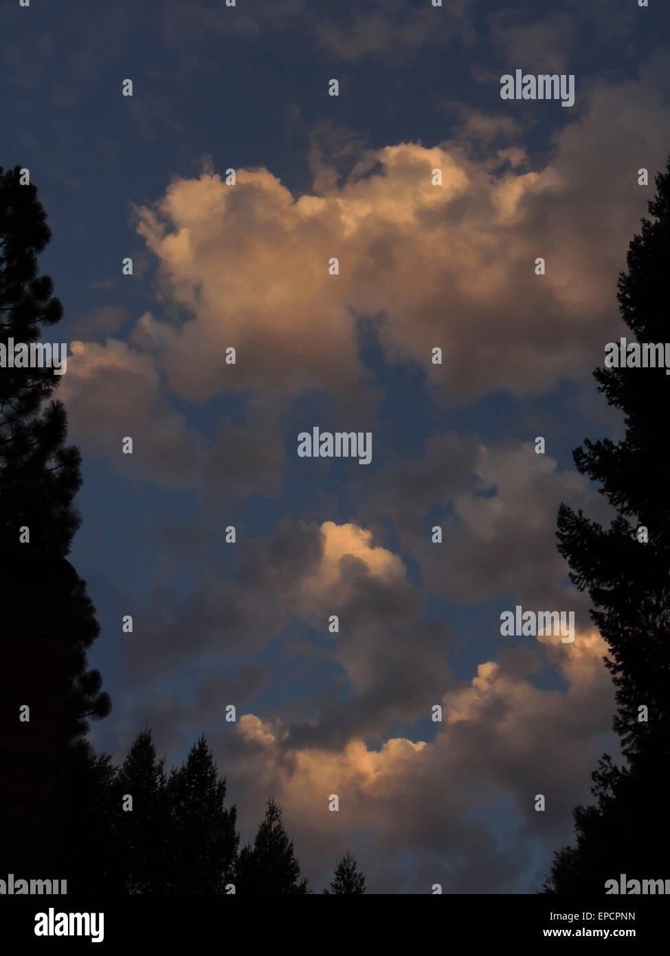 Clouds above the mixed conifer forest of the Sierra foothills are illuminated by the setting sun. Stock Photo