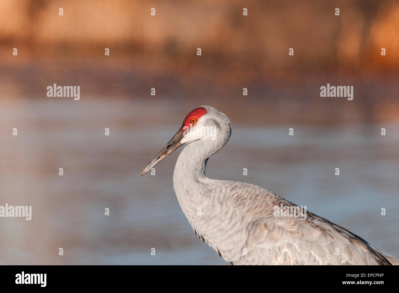 A Sandhill Crane Grus canadensis the Bosque del Apache NWR, New Mexico. Stock Photo
