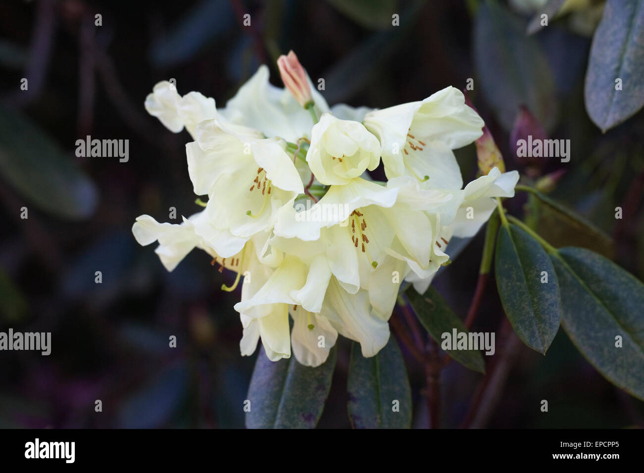 Cream coloured Rhododendron flowers in Spring. Stock Photo