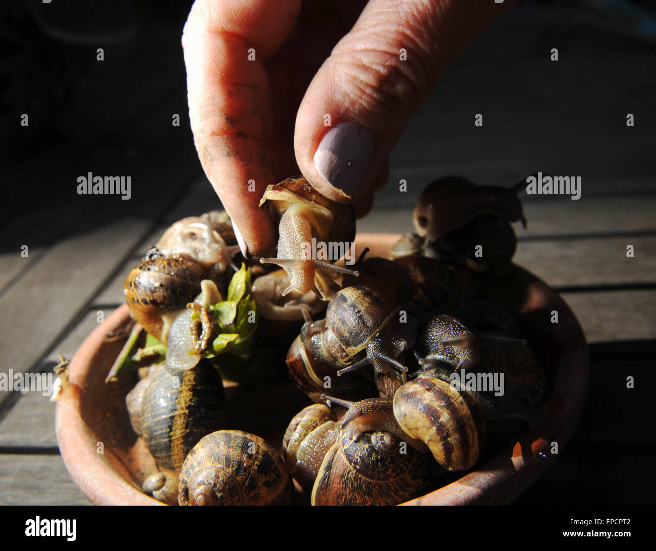 Common Garden Snails being picked up by hand Stock Photo Alamy